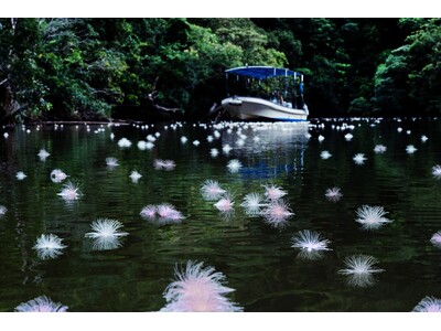 【星野リゾート　西表島ホテル】この時期しか見られない！水面に浮かぶ一夜限りの花を楽しむ「絶景サガリバナク...