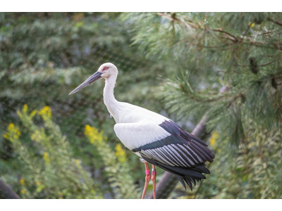 VR革新機構は東京動物園協会と連携し空間コンピューティングを活用した動物園体験プログラムを開発