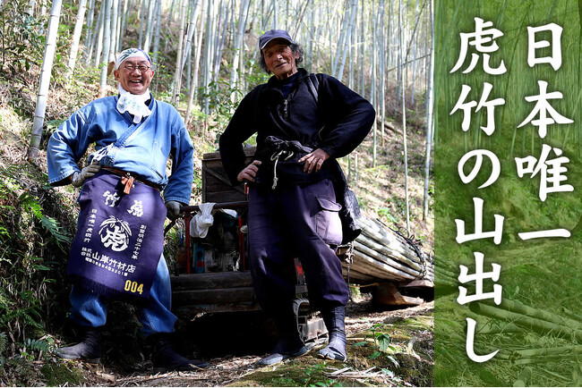 虎竹の里の宝「虎斑竹」の山出しが最盛期を迎えました