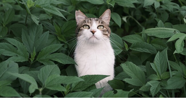 あまりに内容のない “ゼロ回答” !どうぶつ基金 ちきゅう部の公開質問状に対する環境省の回答について