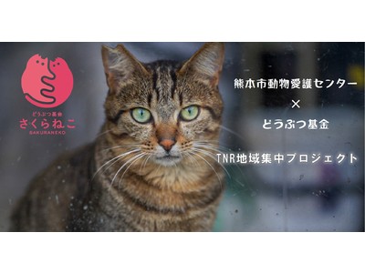 どうぶつ基金×熊本市動物愛護センター　「TNR地域集中プロジェクト熊本」によるノラ猫の無料不妊手術、熊本市民限定の先行申し込み開始！