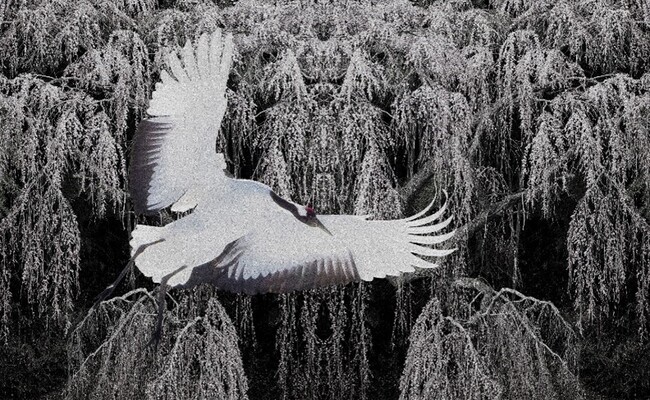 GvTCgM[œʊWwN̕xOn꟎ʐ^WJ