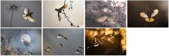 「エプソンフォトグランプリ2025」入賞作品を発表