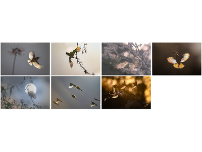 「エプソンフォトグランプリ2025」入賞作品を発表