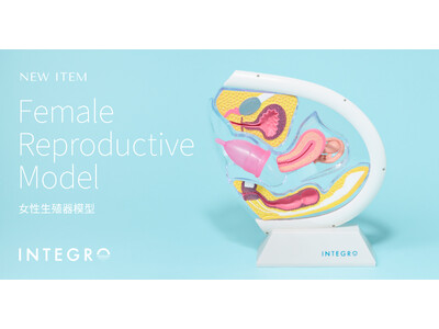 月経カップのインテグロ、性教育や医療現場で活用できる「女性生殖器模型」を発売