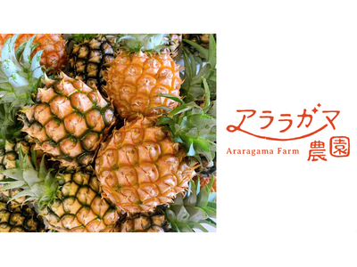 アララガマ農園、“香りまで美味しい”完熟ミニピーチパインを数量限定で出荷開始