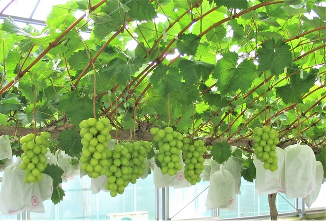 【東広島市】「シャインマスカット発祥の地」でぶどう栽培！ミッション型地域おこし協力隊募集