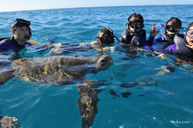 親子でかけがえのない夏の想い出を ハワイで ナカイの窓やヒルナンデス でも取り上げられたイルカの学校ツアー 夏休みキャンペーンを開始 記事詳細 Infoseekニュース