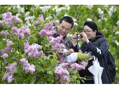 札幌を代表する春のイベント あなたは知っていますか 第60回さっぽろライラックまつり開催 企業リリース 日刊工業新聞 電子版