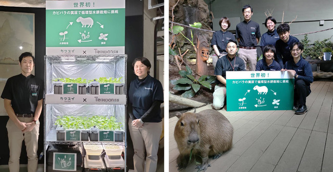 カワスイ 川崎水族館と株式会社ティエラポニカ　カピバラの排泄物を用いた有機養液による「循環型水耕栽培」の展示を開始