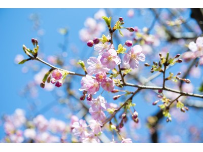イクスピアリ(R)の『河津桜』が咲きはじめました　～桜グッズ＆メニューも登場～