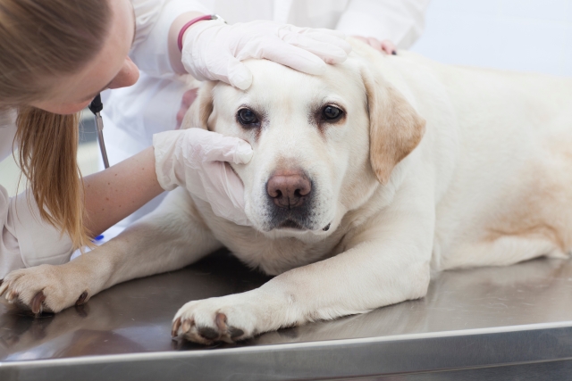 2025年 満足度の高い『ペット保険』ランキング ｜【あいおいニッセイ同和損保（ワンにゃんdeきゅん）】が初の総合1位に～対応の丁寧さ、プラン・商品のわかりやすさに評価の声～（オリコン顧客満足度調査）