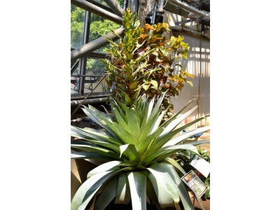 10年に1度開花する 皇帝アナナス Release No Eltha エルザ