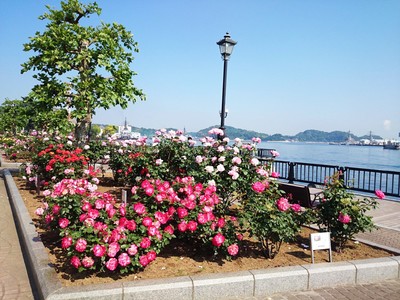 【入園無料】9月下旬から咲き始め、10月には横須賀港の眺めと約1,700株のバラ園が見頃に（横須賀市ヴェルニー公園）