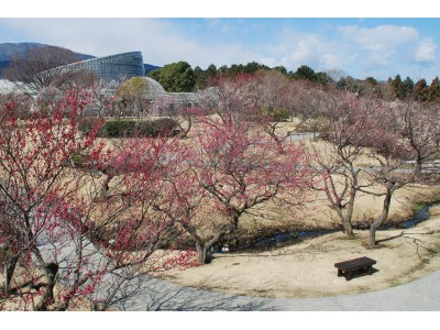 関東最多級！約200品種480本の梅が咲き誇る梅まつり「梅の花色～繊細な色彩の趣～」開催(小田原フラワーガーデン)
