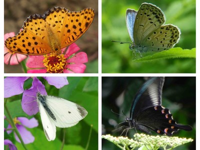 身近な環境からSDGsについても学べる企画展示「バタフライガーデン ～蝶があつまる草花～」2022年4月26日（火）～5月8日（日）開催（板橋区立熱帯環境植物館）