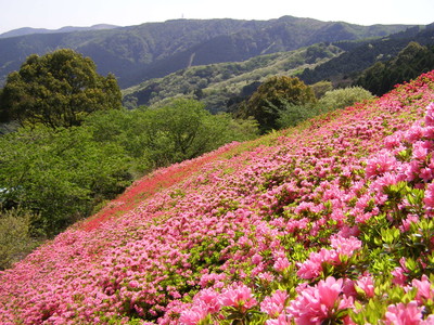 【入園無料】熱海の花の名所！6万株のツツジが咲き誇る「花まつり」2022年4月29日（金・祝）～5月8日（日）開催（熱海市姫の沢公園）