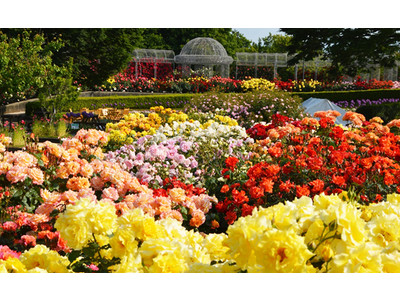 【入園無料】約160品種・360本のバラが咲き誇り、1年のうち最も華やかな景色「春のローズフェスタ」2022年5月14日（土）～6月5日（日）開催（小田原フラワーガーデン）
