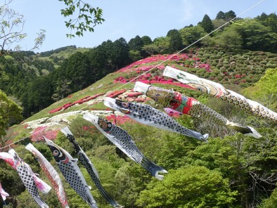 【入園無料】GWは熱海でお花見「つつじ・こいのぼりまつり」2024年4月20日（土）より開催（熱海市姫の...