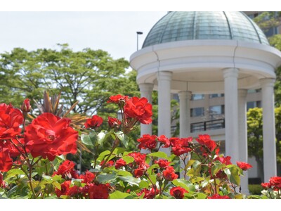 【入園無料】約130種類1,300株のバラが5月初旬より開花！横須賀港と春のバラ園の景観がまもなく見頃（横須賀市ヴェルニー公園）