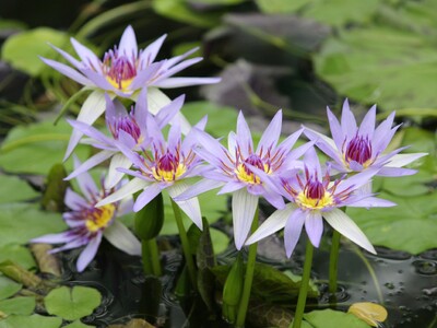 初夏の訪れ・スイレンの花と絵画のような世界と香りを楽しむ「スイレン展 ～涼やかな彩り、スイレンの世界へ～」2025年6月6日（金）～29日（日）開催（草津市立水生植物公園みずの森）