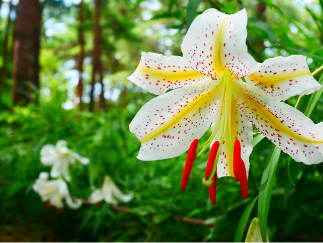 関東最大級の自生地「ヤマユリ」が7月に見頃を迎えます!ヒマワリやコリウスなど夏の花々も(国営武蔵丘陵森林公園)