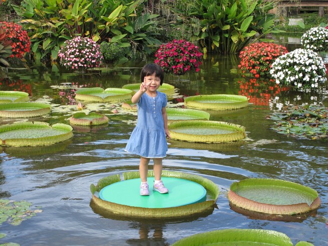 1メートルを超える巨大な水草「パラグアイオニバス」に乗ってみよう！試乗体験イベントを8月より開催（草津市立水生植物公園みずの森）