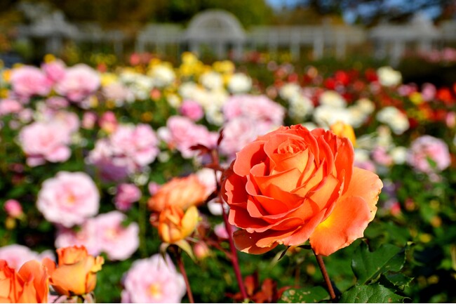 【入園無料】香り豊かな「秋バラ」約160品種360本が、10月中旬ころから見頃を迎えます（小田原フラワーガーデン）