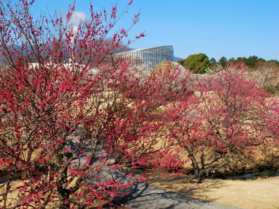 いよいよ今週末まで！満開の梅が咲き乱れる様子を360度パノラマ写真でご紹介「梅まつり」3月10日（日）まで開催中（小田原フラワーガーデン）