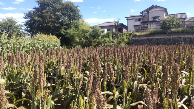 レトロな温泉銭湯 玉川温泉は、ときがわ町の遊休耕作地の解消と町の活性化を目的とした「ソルガム種まき体験＆移住相談会」を開催します