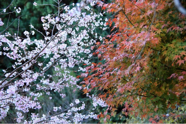 おふろcafe 白寿の湯にて、神川町の冬に咲く希少な「冬桜」を応援する「桜ひのき風呂」や「冬桜写真展」などを開催