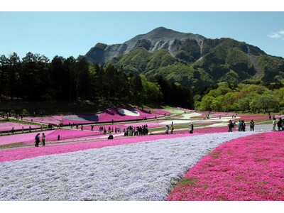 秩父湯元 武甲温泉が、秩父の春の風物詩・羊山公園の「芝桜まつり」に合わせ、温泉をお得に利用できるキャンペーンとイベントを実施します