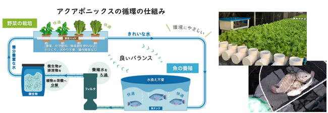 ガスパル、循環型農業「アクアポニックス」事業参入を決定
