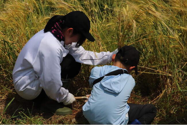 【開催レポート】小学生20名が自分で「刈って、作って、味わう！」兵庫県加東市で「もち麦収穫＆調理体験教室」を開催