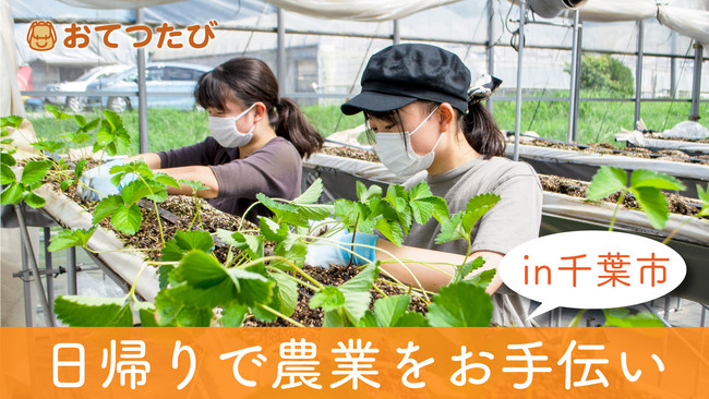 おてつたびが千葉市と連携。将来の就農意欲を高めるきっかけを作る