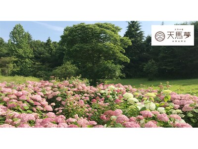 東京ドーム28個分の高原に広がる“天空の紫陽花絶景”　約4,200株・40品種以上が咲き誇る『天空の庭 天馬夢』で、2日間限定「紫陽花広場」を無料一般公開