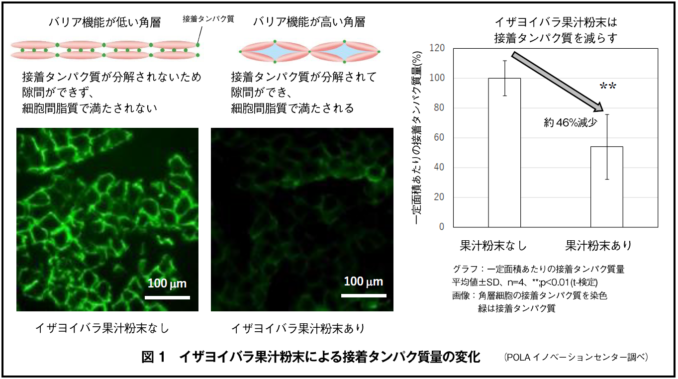 イザヨイバラ果汁粉末が角層のバリア機能を高めることを発見
