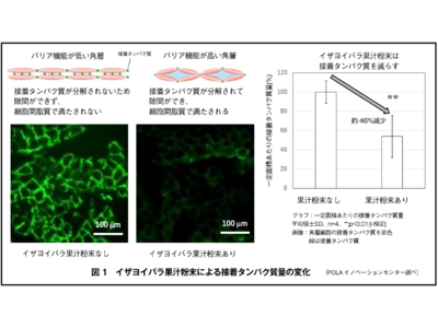 イザヨイバラ果汁粉末が角層のバリア機能を高めることを発見