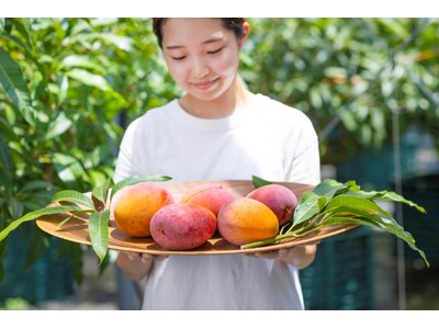 宮崎発、完熟果実の夏ギフト いちごポタジェの有機ライチ&マンゴー販売開始のお知らせ