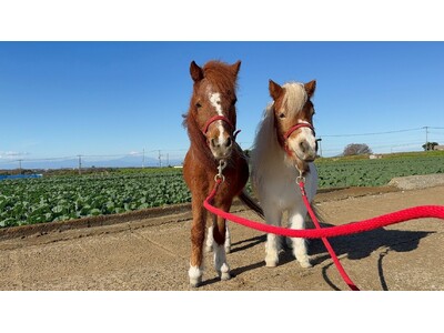 いちご よこすかポートマーケットの歳末大売出しは、年末年始のごほうびグルメが盛りだくさん！