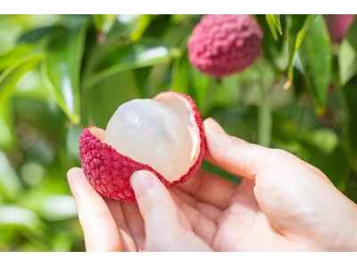 季節限定の贅沢果実 いちごポタジェの「宮崎市産 生ライチ」宮崎市のふるさと納税返礼品として受付開始