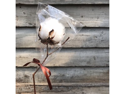【無料・数量限定】帆布の老舗・タケヤリ製品ご購入で「綿花の種」がもらえる！全商品対象のプレゼントキャンペーン実施中。