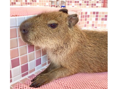 新しい体験型都会の動物園“原宿かわいい動物園“が原宿竹下通りにNEW OPEN