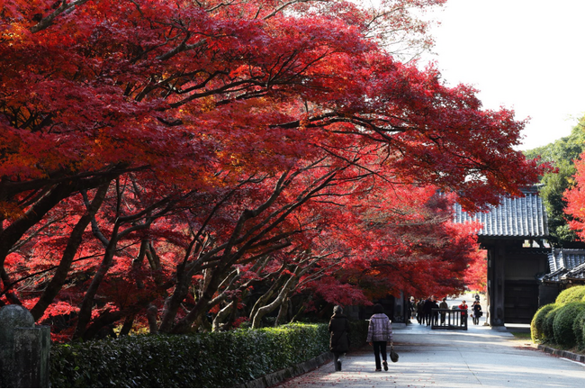 今こそ行こう山口！毛利氏庭園の紅葉と瑠璃光寺五重塔ツアーのお知らせ