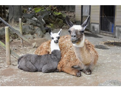 伊豆シャボテン動物公園でラマの赤ちゃんが誕生♪