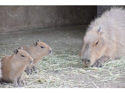 伊豆シャボテン動物公園で「ヨザル」と「カピバラ」の赤ちゃんが誕生！