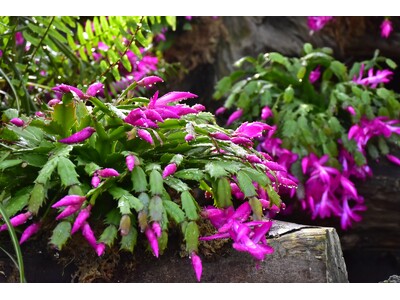 伊豆シャボテン動物公園で「シャコバサボテン」が見頃に！