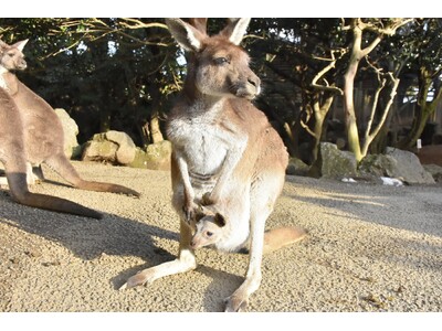 伊豆シャボテン動物公園で「クロカンガルー」と「パルマワラビー」の赤ちゃんが誕生！