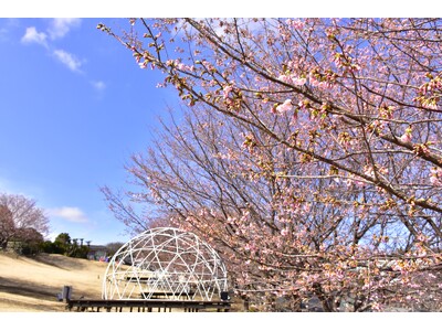 伊豆ぐらんぱる公園の「城ケ崎桜」が開花！見頃は、もうすぐ。