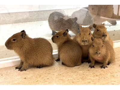 屋内型ふれあい動物園「アニタッチ ららぽーと名古屋みなとアクルス」でカピバラの5つ子の赤ちゃん誕生！
